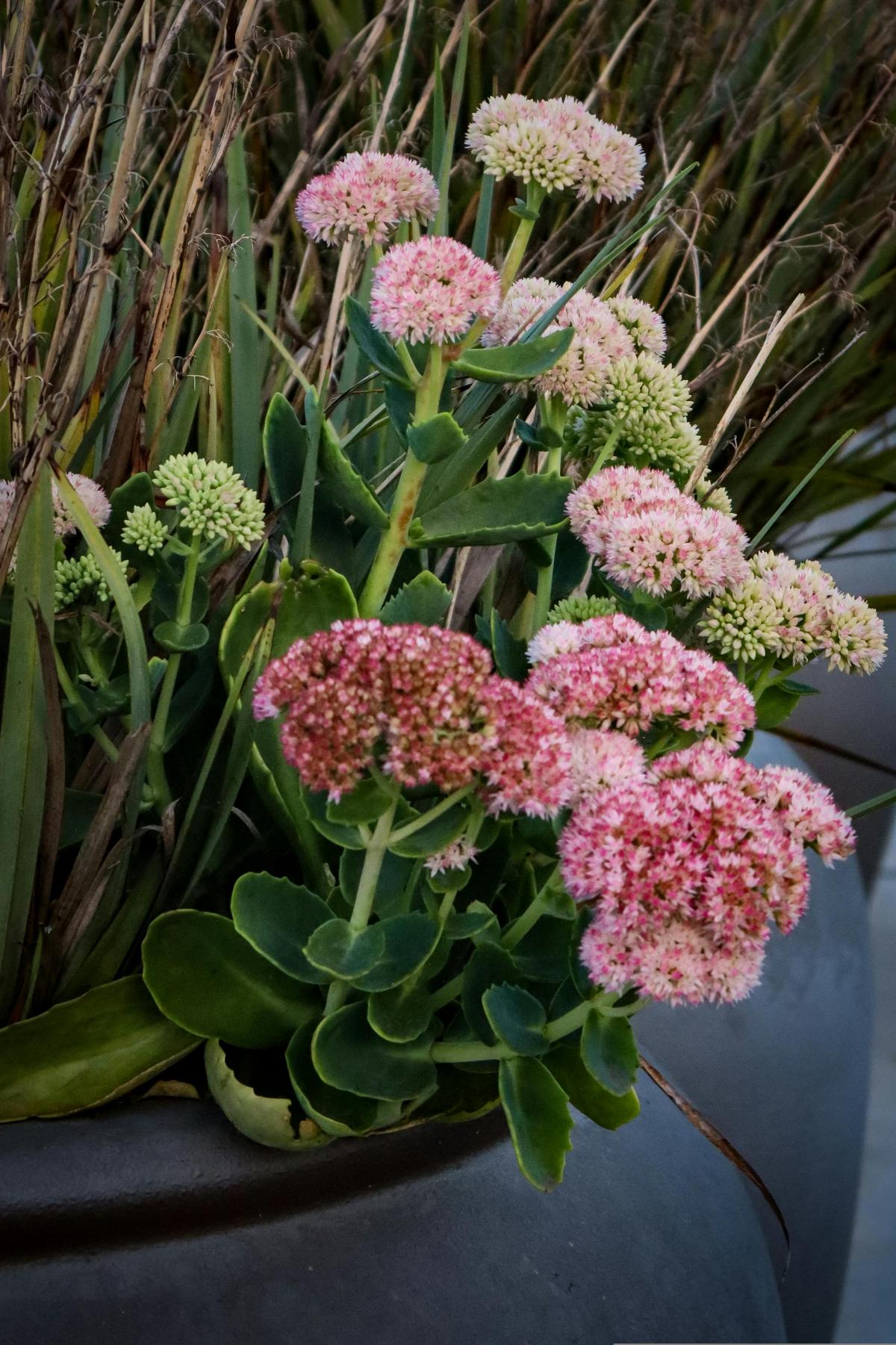 Mitä kukkia istuttaa hautausmaalle kukkimaan koko kesän / kuva pexels.com Mitä kukkia istuttaa hautausmaalle kukkimaan koko kesän / kuva pexels.com