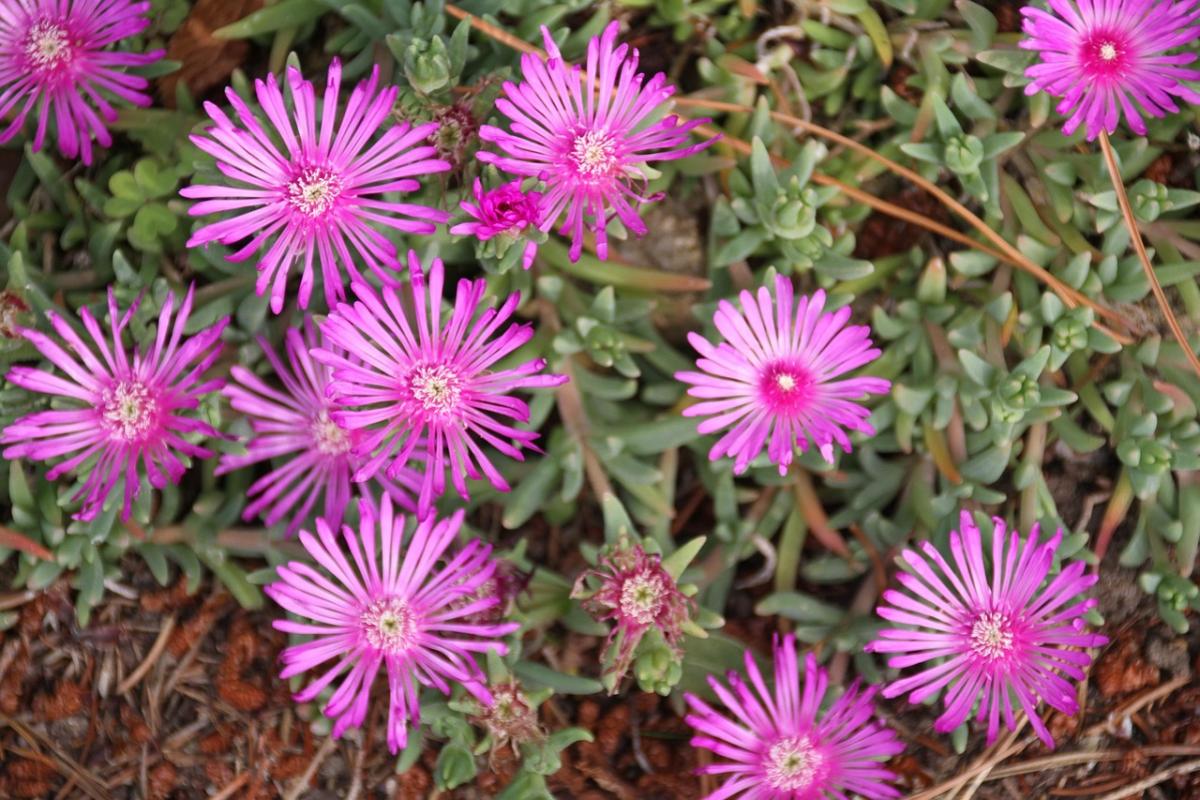 Mitä kukkia istuttaa haudalle / kuva pexels.com Mitä kukkia istuttaa haudalle / kuva pexels.com